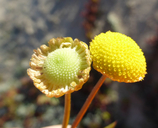 Cotula coronopifolia