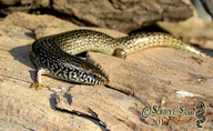 Ocellated Cylindrical Skink