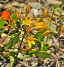 Yellow Brodiaea