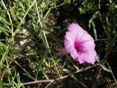 Ipomoea leptophylla