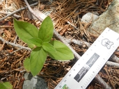 Clarkia mildrediae ssp. mildrediae