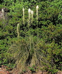 Xerophyllum tenax