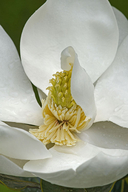 Loblolly Magnolia