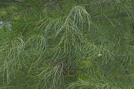 Taxodium distichum var. imbricarium