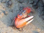 Rose Fiddler Crab