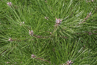 Pinus mugo var. pumilio