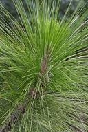 Pinus palustris