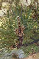 Old-field Pine