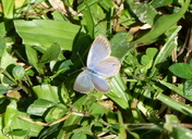 Common Hedge Blue