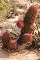 Ferocactus gracilis var. gracilis