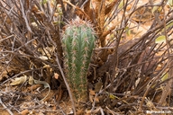 Pachycereus pringlei