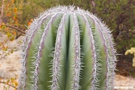 Pachycereus pringlei