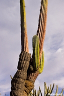 Pachycereus pringlei