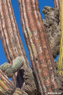 Pachycereus pringlei