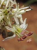 Hastingsia serpentinicola
