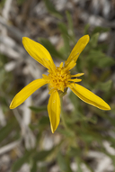 Stenotus armerioides var. armerioides