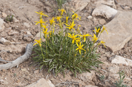 Stenotus armerioides var. armerioides