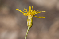 Stenotus armerioides var. armerioides