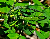 Thermopsis gracilis