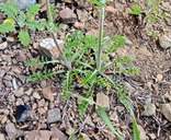 Gilia clivorum