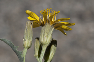 Crepis occidentalis ssp. pumila