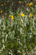 Wyethia angustifolia