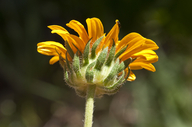 Wyethia angustifolia