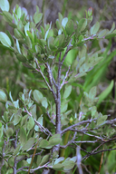 Vaccinium uliginosum ssp. occidentale