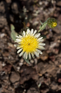 Malacothrix coulteri