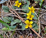 Viola purpurea ssp. integrifolia