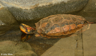 Indochinese Box Turtle