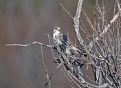 Falco mexicanus