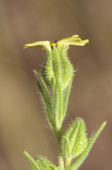 Madia gracilis