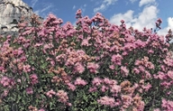 Dense-flowered Spiraea