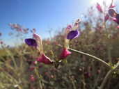 Scutellaria mexicana