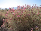 Scutellaria mexicana