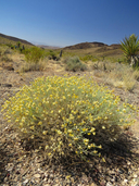 Psilostrophe cooperi