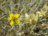 Psilostrophe cooperi