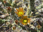 Cylindropuntia ramosissima