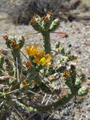Cylindropuntia ramosissima