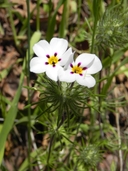 Leptosiphon montanus