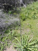 Chlorogalum pomeridianum