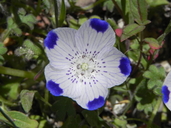Nemophila maculata