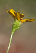 Layia pentachaeta ssp. pentachaeta