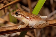 Scinax boesemani