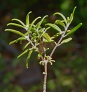 Photo of Monardella hypoleuca ssp. intermedia