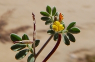 Lotus strigosus var. tomentellus
