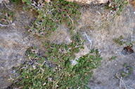 Selaginella eremophila