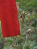 Silene occidentalis ssp. longistipitata