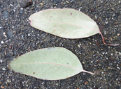 Eucalyptus sideroxylon